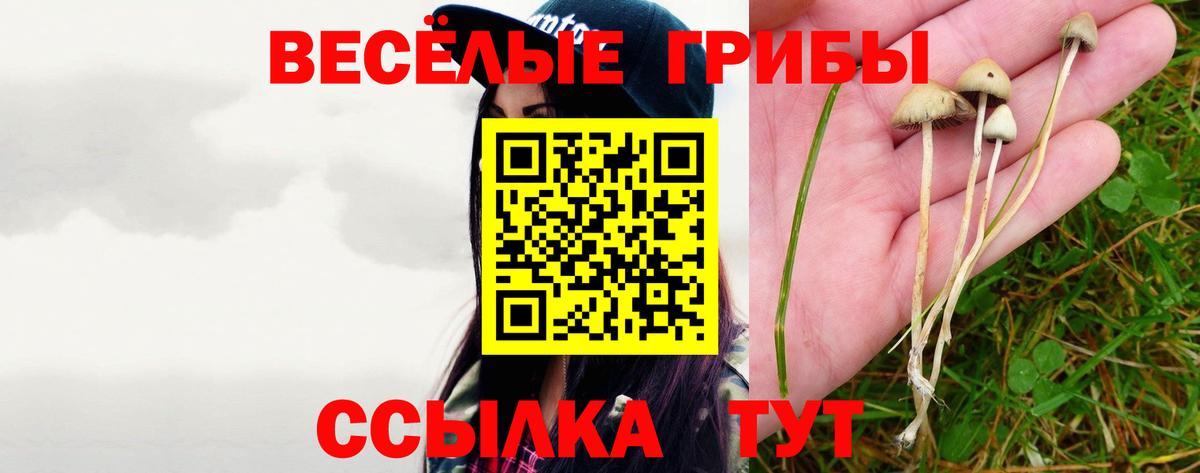 Псилоцибиновые грибы Psilocybe Верхняя Пышма